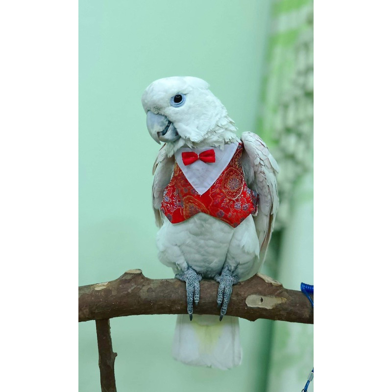 เสื้อนกแก้ว,เสื้อทักซิโด้นก