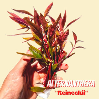 เรนิกี้ - ALTERNANTHERA REINECKII ต้นไม้น้ำ