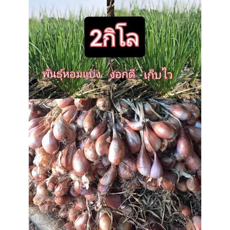 พันธุ์หอมแบ่ง พร้อมปลูก บรรจุ 2กิโล พันธุ์จุกลับแลอุตรดิตถ์(หัวตามขนาดเล็กใหญ่คละกัน)