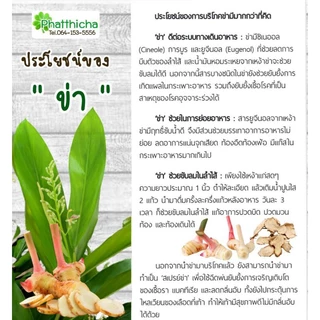 ข่าอบแห้ง (Dried Galangal) 150 กรัม