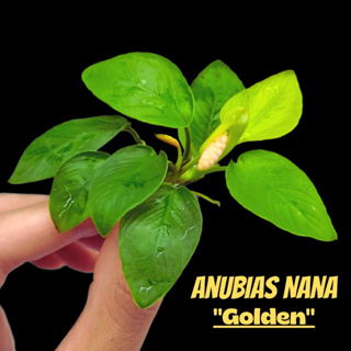 อนูเบียสนานาโกลเด้น - ANUBIAS VAR. NANA GOLDEN ต้นไม้น้ำ