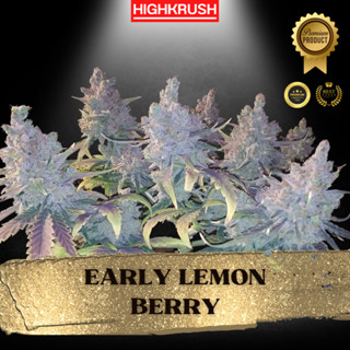 Early Lemon Berry R1 ค่าย Ethos Genetics โฟโต้ เพศเมีย ลำต้นแข็งแรงพร้อมลงดิน ต้นชำกัญชา,ต้นโคลนนิ่งกัญชา,ต้นกัญ,ต้นชำ