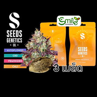 เมล็ดกัญชา Seeds Genetics.Co - Mimosa Evo (Auto)