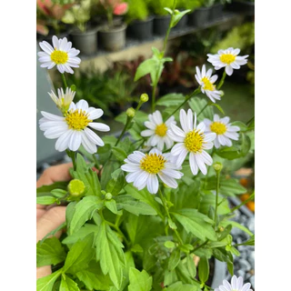 ต้นมากาเร็ตบอร์เนียว (ดอกขาวม่วง) ดอกทานได้ กระถาง 5,8,11” ออกดอกทั้งปี🌿🌿🌿