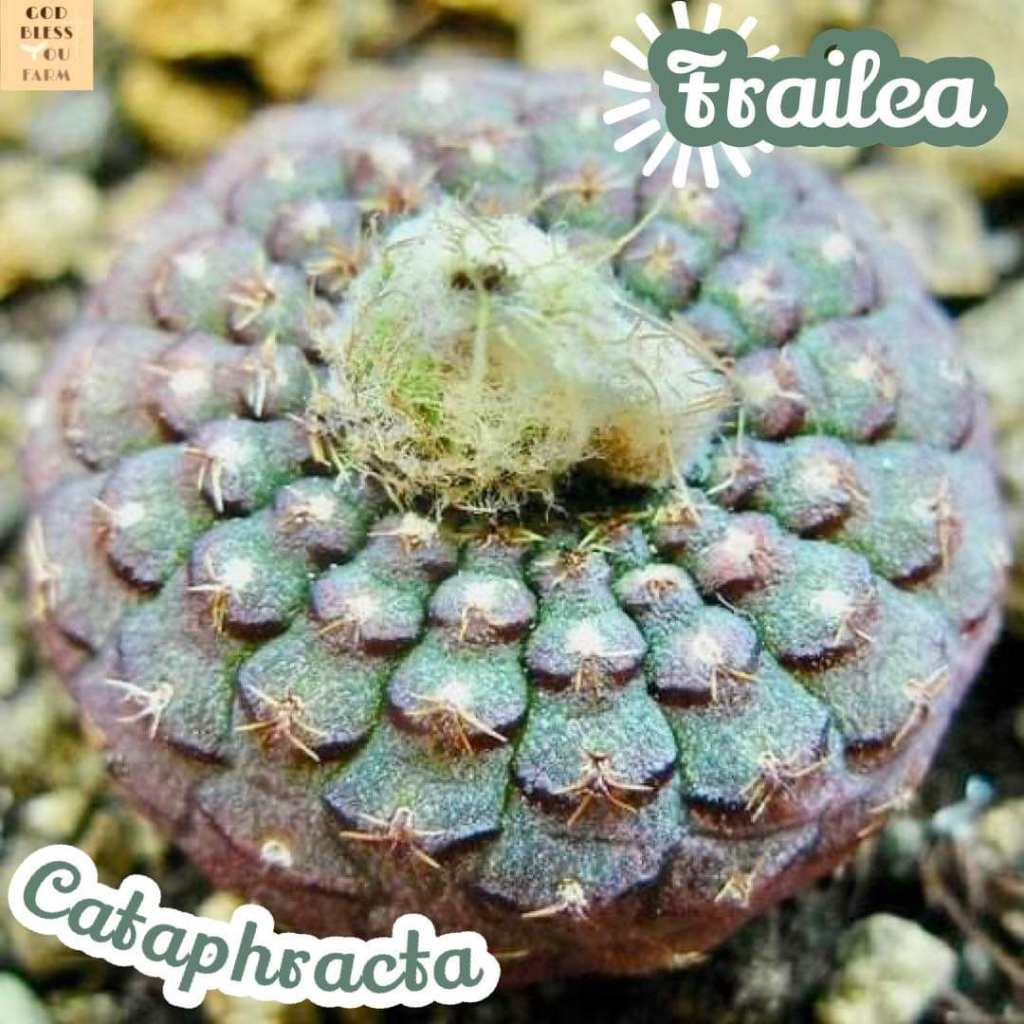 [เฟรเลีย คาตาพรัคตา] Frailea cataphracta แคคตัส ต้นไม้ หนาม ทนแล้ง กุหลาบหิน อวบน้ำ พืชอวบน้ำ succulent cactus