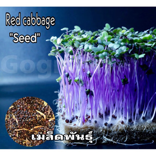 เมล็ดไมโครกรีน Red cabbage microgreens