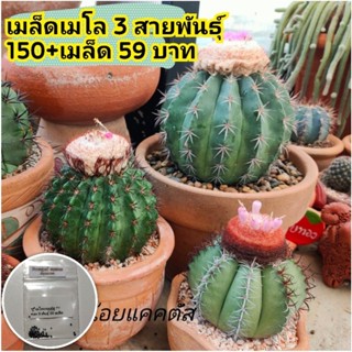 💥เมล็ดเมโลแคคตัส 3 สายพันธ์ุ  เก็บสดใหม่จากสวน🌱เมล็ดแคคตัส เมล็ดกระบองเพรช