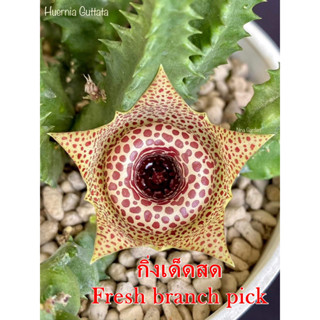 เก๋งจีน Huernia Guttata *กิ่งเด็ดสด* แคคตัส ไม้อวบน้ำ Cactus and Succulent