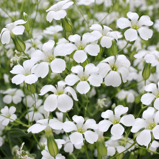 เมล็ดพันธุ์ยิปโซ พันธุ์ดอกไม้ 100เมล็ด Mixed Color Gypsophila Flower Seeds พุ่มใหญ่พร้อมลวดแขวน ดอกไม้จริง
