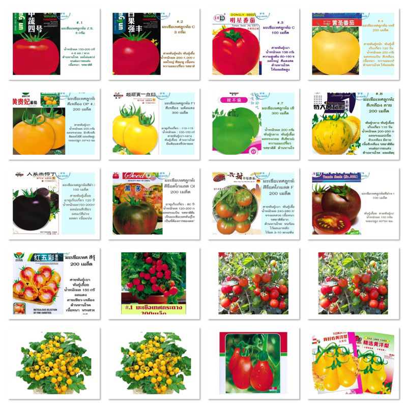 เมล็ดพันธุ์ มะเขือเทศ tomato Seeds ซองมาตรฐาน / ลูกท้อ / สีช็อคโกแลต / พุ่มเตี้ย สีเหลือง / สีรุ้ง / บีฟสเต็ก