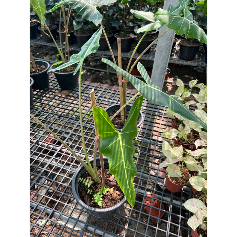 ต้นอโลคาเซีย ซาเรียน อโลคาเซีย ซาเรียน หูช้าง (Alocasia Sarian  aka. Elephant's Ear)