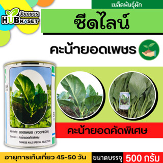 ซีดไลน์ 🇹🇭 คะน้ายอดคัดพิเศษ ยอดเพชร ขนาดบรรจุประมาณ 500 กรัม อายุเก็บเกี่ยว 45-50 วัน