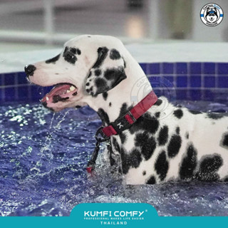 Kumfi Comfy Waterproof Collar - Leash ปลอกคอและสายจูงสุนัขกันน้ำรุ่นใหม่ !!