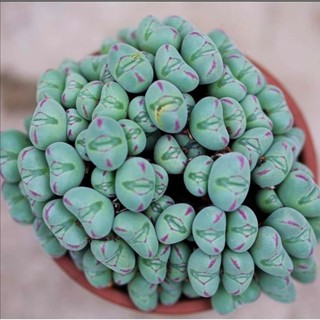 💓โคโนไฟตัม💚 Conophytum chauviniae