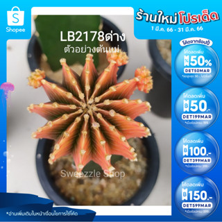 *ซื้อ1 แถม 1 *  กระบองเพชร (Cactus) ไม้กราฟ LB 2178 แท้ *ด่างล้วน* 10-13พู กราฟตอ 3 เหลี่ยม (รูป1-2ต้นแม่) ลักษณะตามภาพ