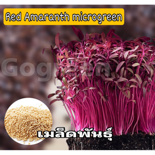 เมล็ดไมโครกรีน Red Amarath Microgreen ไมโครกรีนต้นจิ๋ว