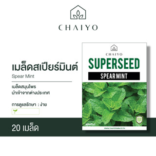 เมล็ด SPEAR MINT สเปียร์มินต์