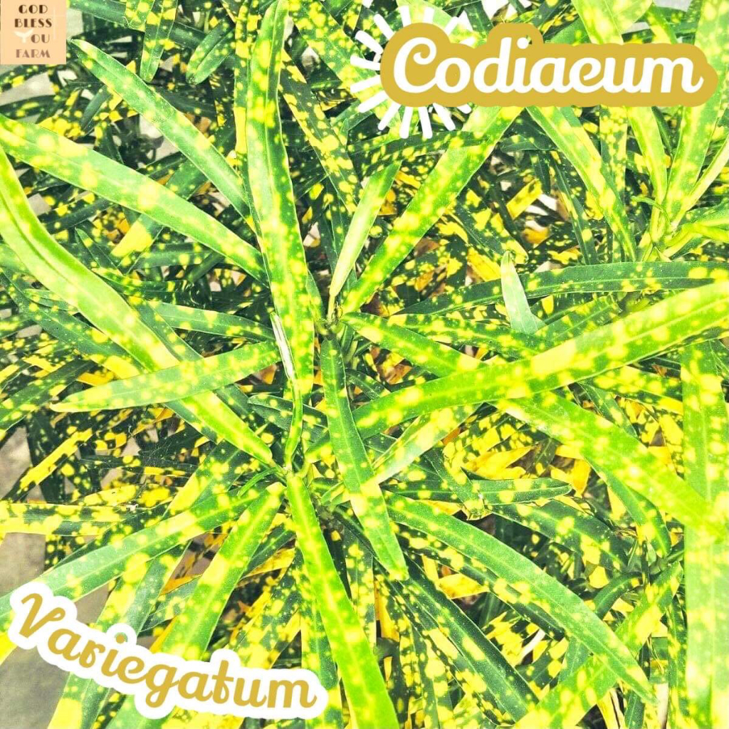 [โกสน] Codiaeum Variegatum ไม้ใบดอก ฟอก สี แดด ใบสวย ต้นไม้ ประดับ ทน ของขวัญ