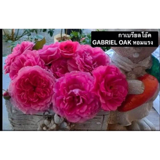 กุหลาบ - กาเบรียลโอ๊ค GABRIEL OAK