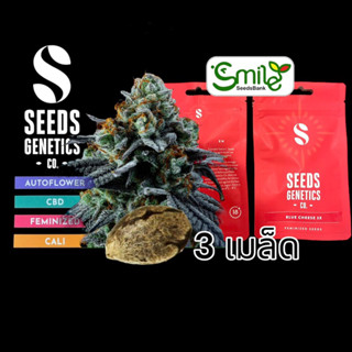 เมล็ดกัญชา Seeds Genetics.Co - Blue Cheese (Fem)