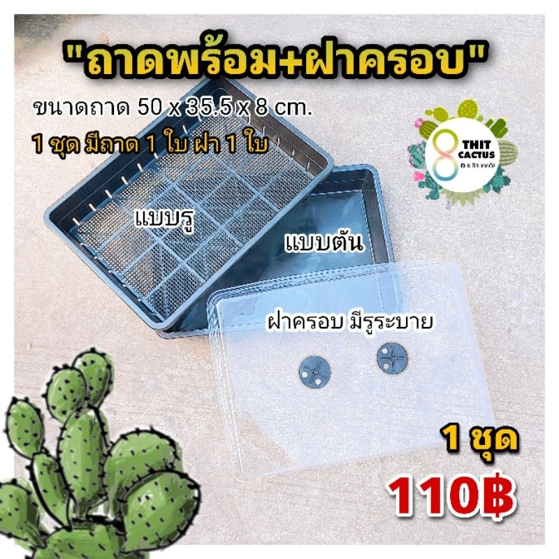 // ชุดฝาครอบ+ถาดไดโซะ รุ่นใหญ่ // ฝาเตี้ย ฝาสูง // อบ มีวาว ครอบถาด เพาะเมล็ด