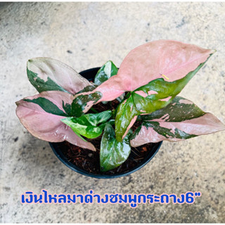 เงินไหลมาด่างชมพู Syngonium pink splashช็อคโกแลต