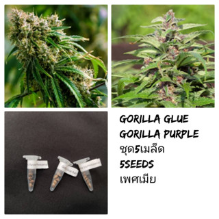 เมล็ดพันธุ์Gorilla Glue,Gorilla Purpleม่วง เพศเมีย90%ชุด5เมล็ด