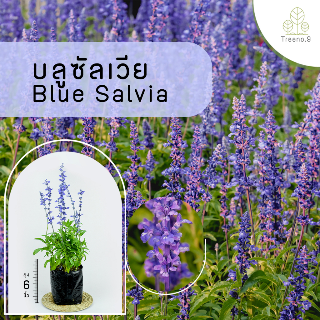 Treeno.9 T412 บลูซัลเวีย (รบกวนสั่งซื้อขั้นต่ำ 6 ต้น) - ไม้จัดสวน (Blue Salvia) ถุง 6 นิ้ว / สูง 50-60 ซม.