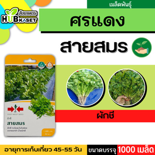 ศรแดง 🇹🇭 ผักชี สายสมร ขนาดบรรจุประมาณ 1000 เมล็ด อายุเก็บเกี่ยว 45-55 วัน