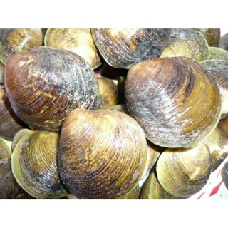 หอยพอกทะเล บรรจุ1กิโลกรัม พร้อมส่ง