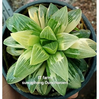 ฮาโวเทียเนื้อเยื่อ Haworthia Asperula variegata หลายแบบให้เลือกด่างสวย