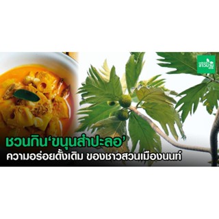 ต้นขนุนสำปะลอ เพาะเมล็ด สูง30-40ซม.ของดี ของหายาก เมืองนนทบุรี