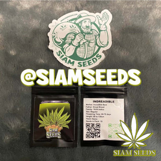 เมล็ดกัญชา Siam Seeds Indreadible Regular Cannabis Seeds (Pack of 10)