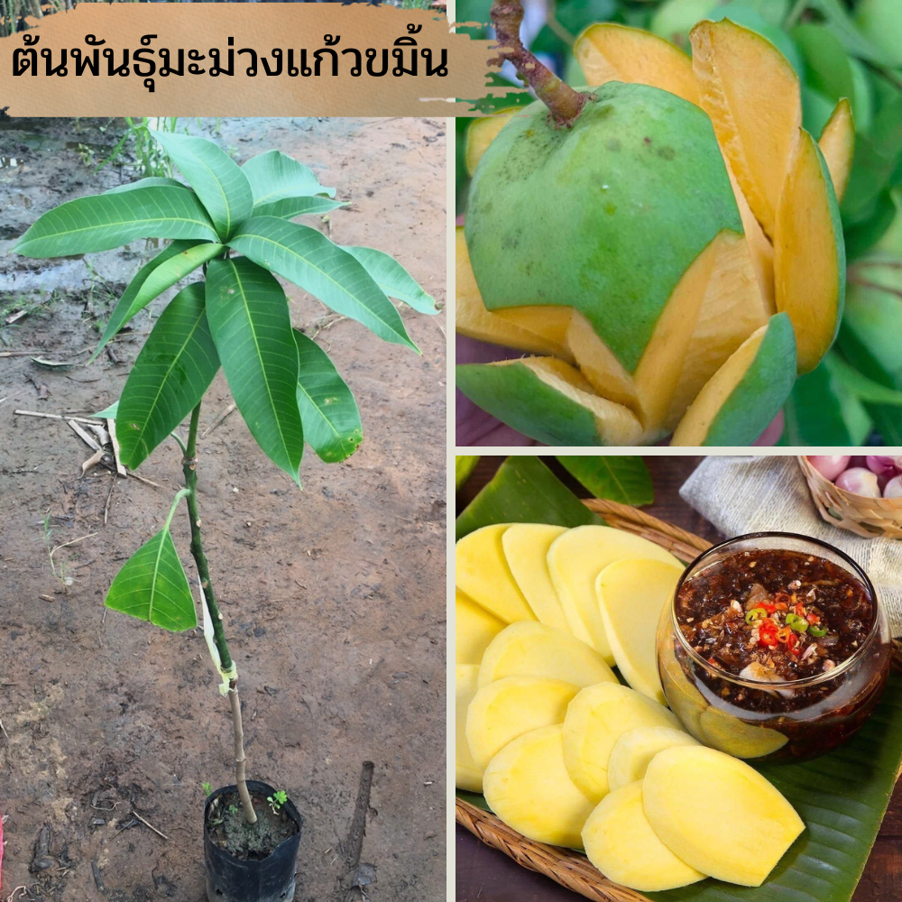 ต้นมะม่วงแก้วขมิ้น ต้นเสียบยอดพันธุ์แท้ ต้นพร้อมปลูก ต้นเตี้ย ติดผลเร็ว ต้นพันธ์ุประมาณ 45-50 เซนติเมตร