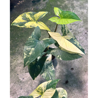 syngonium yellow variegated เงินไหลมาด่างเหลือง