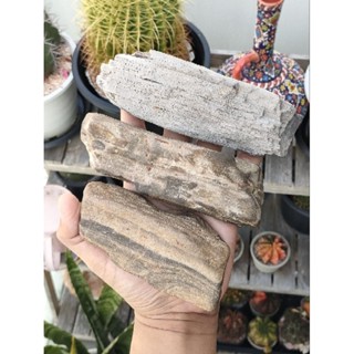 🌲ไม้กลายเป็นหิน ขนาดฝ่ามือ ของเเท้ ( Petrified wood ) 
✨ มีให้เลือก 3 แบบ