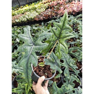 อโลคาเซีย​ แจ็คลิน​  Alocasia Jacklyn​