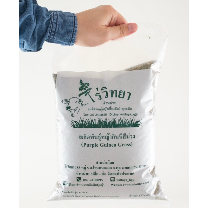 เมล็ดพันธุ์หญ้ากินนีสีม่วง 1 กิโลกรัม เกรดส่งออก (Purple Guinea Grass)