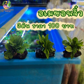 ขอนอเมซอน (จิ๋ว)🌱🌱💦💦