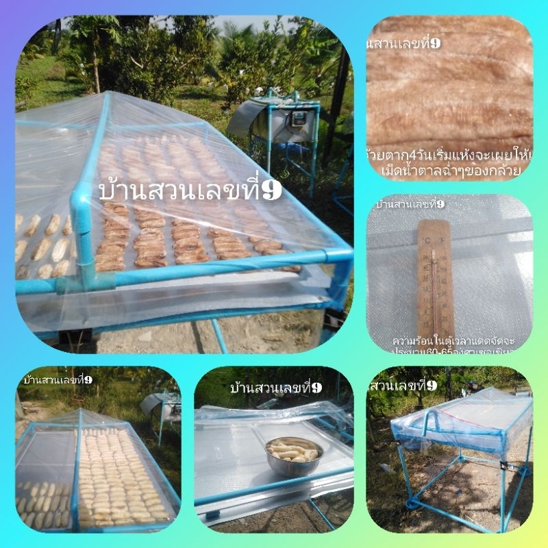 ตู้อบพลังแสงอาทิตย์ ตู้ใหญ่คุ้มค่า ดูแลรักษาเองได้ รู้ไหมว่ากล้วยตากขายได้กก.ละ99บาท ตู้อบตากกล้วยบ้านสวนเลขที่9
