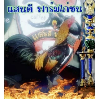 ชุดเลี้ยงไก่ชน บึกเวย์โปรตีนไก่ชน ขนาดบรรจุ 100 เม็ด ยาบำรุงไก่ชนสร้างกล้ามเนื้อให้ไก่ชนแข็งแรงทนต่อแรงปะทะ