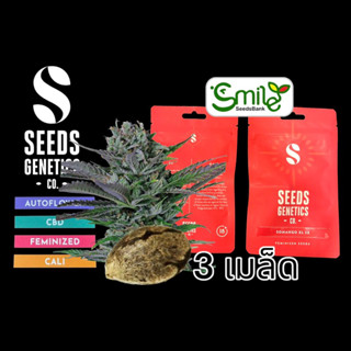 เมล็ดกัญชา Seeds Genetics - Somango (Fem)