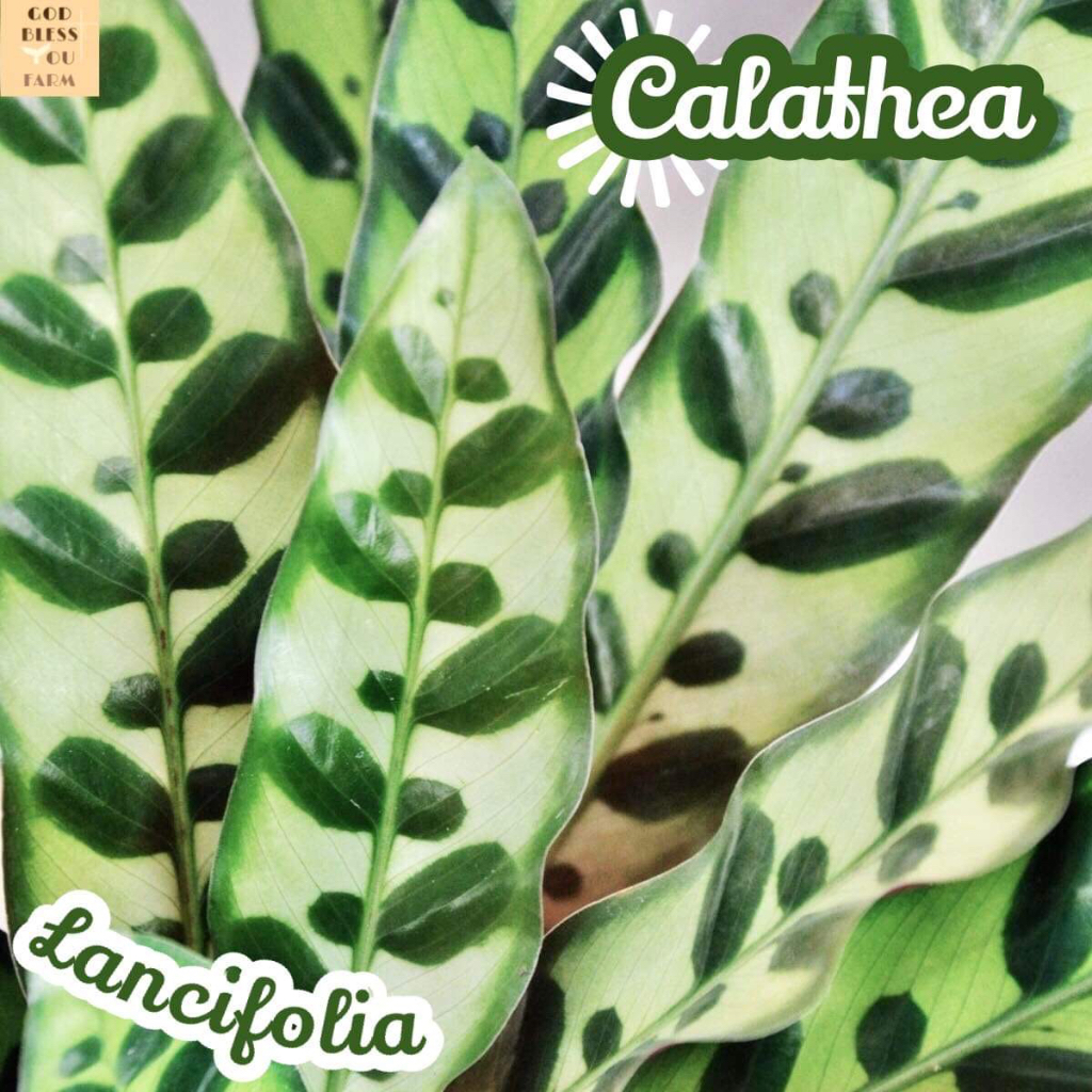 [คล้ากาเหว่าลาย] Calathea Lancifolia ใบ ดอก ฟอก สี แดด ใบสวย ต้นไม้ ประดับ ทน ของขวัญ