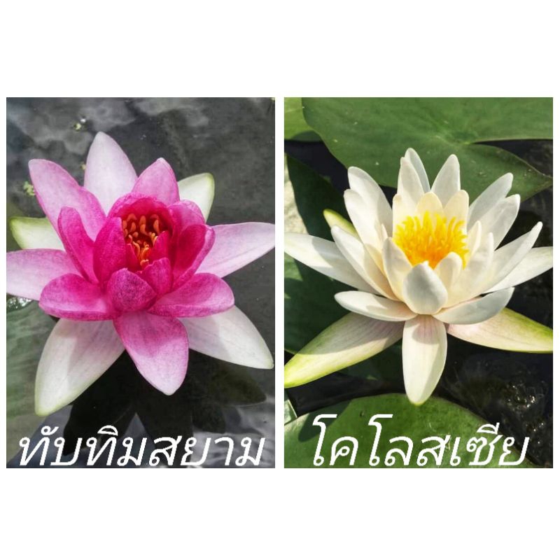 บัวนอกชมพูทับทิมสยาม&ขาวโคโลสเซีย
