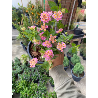 ต้นผกากรอง#มีดอกหลายสีให้เลือก#กระถาง 5-10 นิ้ว