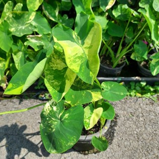 บอนนาญี่ปุ่นด่าง Colocasia esculenta yellow splash