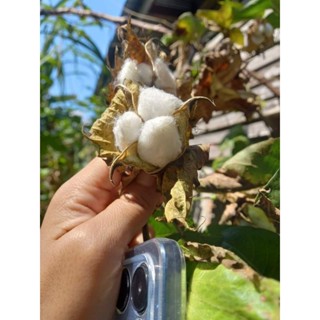 เม็ดพันธุ์ดอกฝ้าย เม็ดฝ้าย ปลูก 20 กรัม