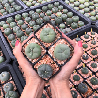 🔥🔥🔥Set4ต้นสุดปังราคาถูกสุดสุด🥳🥳🥳 เต้าสวยนูนบุ๋ม🐷🐽🐷Lophophora Diffusa Koike ,  Fricii ลูกไม้พ่อแม่ญี่ปุ่น🇯🇵 Size 3.2 cm++