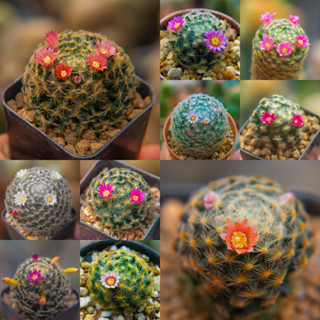 Cactus ต้นกระบองเพชร Mammillaria schiedeana ขนนกเหลือง