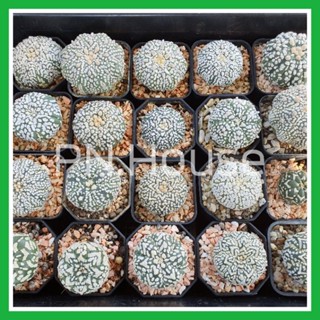 Astrophytum Asterias | รวมแอสโตร ซุปเปอร์คาบูโตะ / V-Type / Super Kabuto เลือกต้นได้